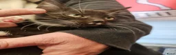 Mixed Breed cats for sale: KITTENS FOR SALE READY TO LEAVE NOW - Advert 16