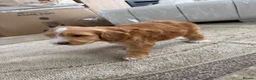 Cockapoo dogs for sale: 4 Cockerpoo Puppy’s  in Bicester - Advert 7