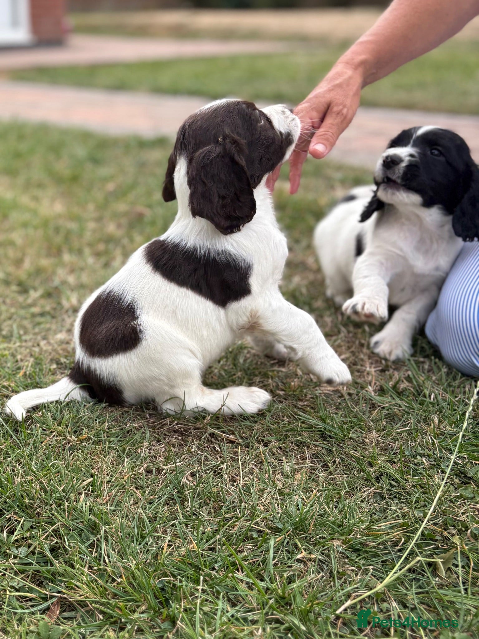 English Springer Spaniel dogs  2 of 9 beautiful boy springer  available  - Advert 1