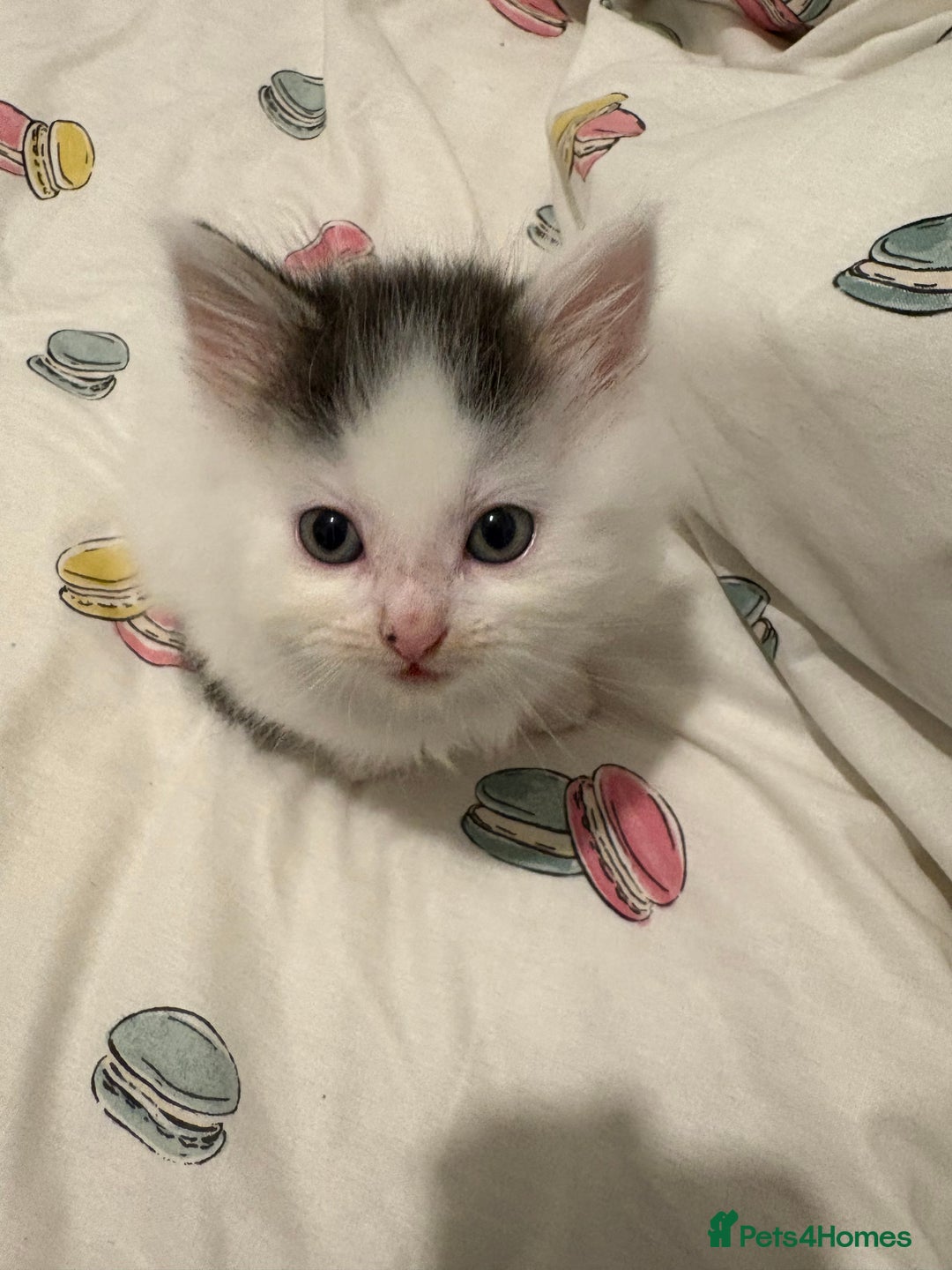 Mixed Breed cats for sale: Adorable fluffy kittens  - Advert 4