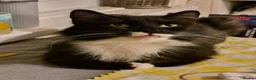 Mixed Breed cats for sale: Maine coon cross British shorthair  - Advert 2