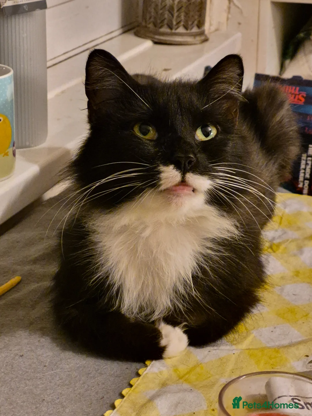 Mixed Breed cats for sale: Maine coon cross British shorthair  - Advert 2
