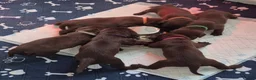Labrador Retriever dogs for sale: Exceptional KC Reg Chocolate Labrador Puppies  - Advert 14