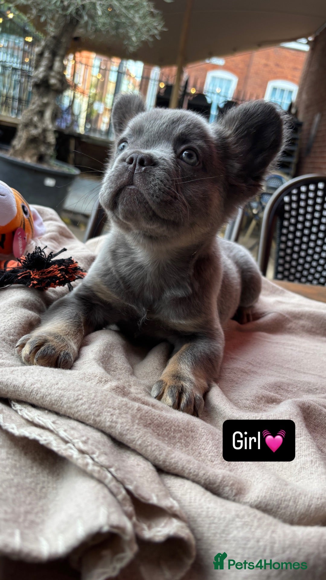 French Bulldog dogs LAST female fluffy French bulldog puppy 💎🐶 - Advert 20