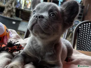French Bulldog dogs LAST female Fluffy French Bulldog Puppy 💎🐶 - Advert 1