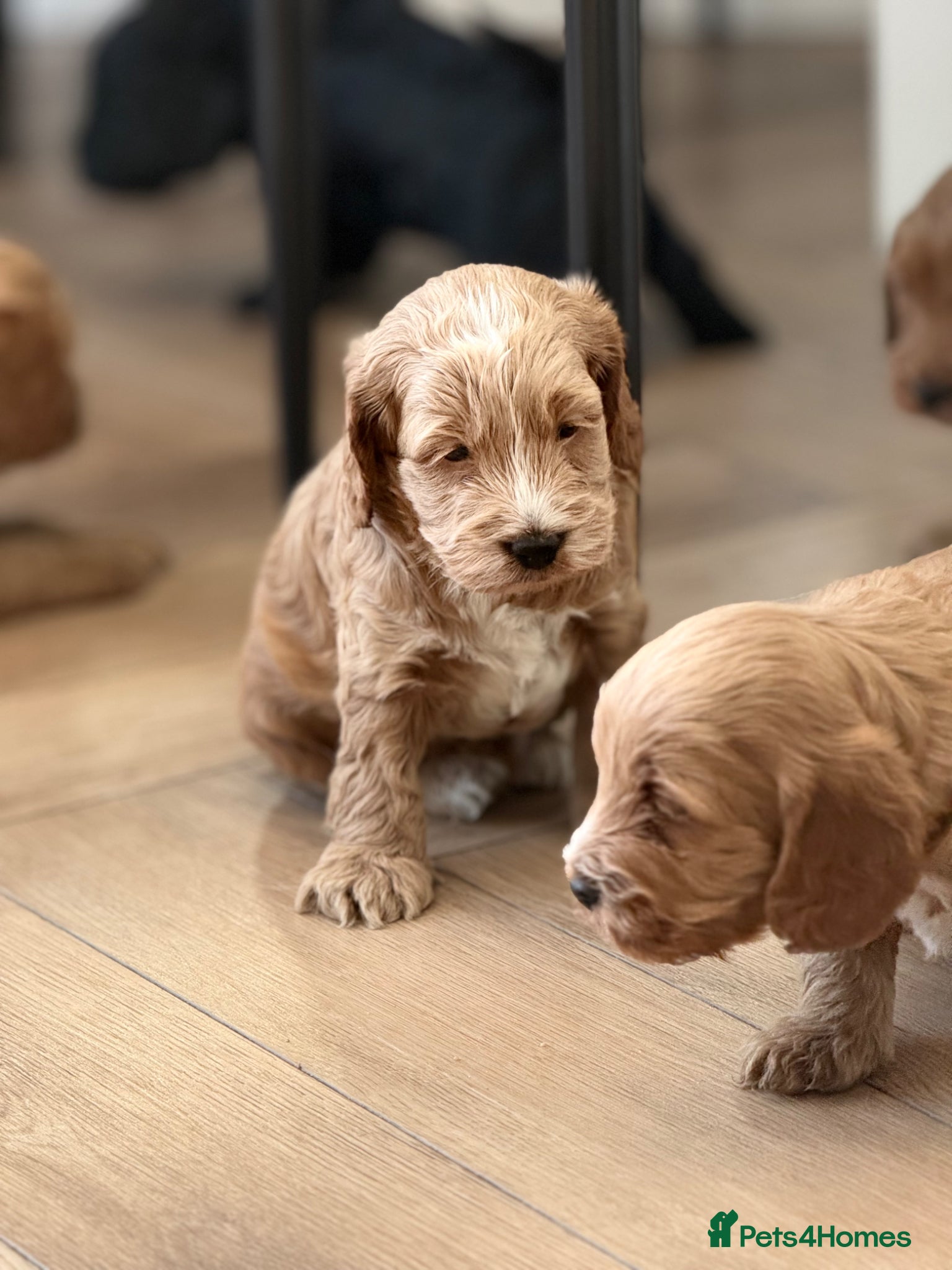Cockapoo dogs F1 show line cockapoo puppies - Advert 12