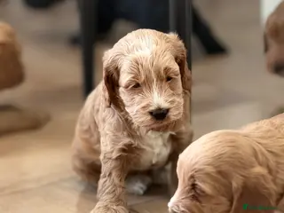 Cockapoo dogs F1 show line cockapoo puppies - Advert 12