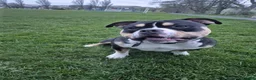 American Bully dogs for sale: Pocket bully for rehoming - Advert 6