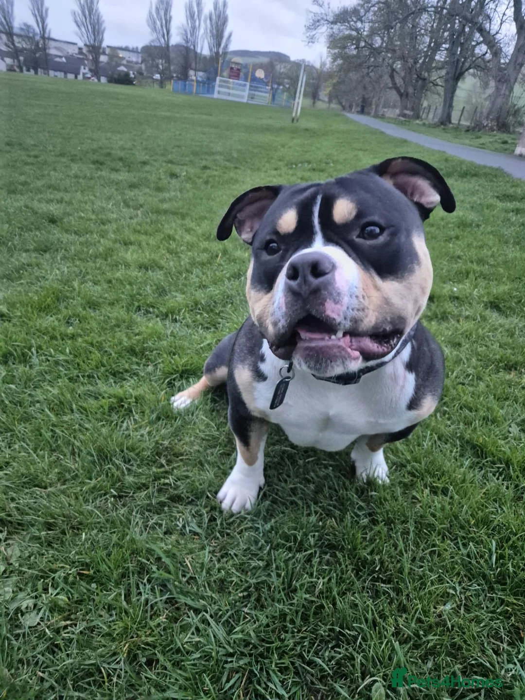 American Bully dogs for sale: Pocket bully for rehoming - Advert 6