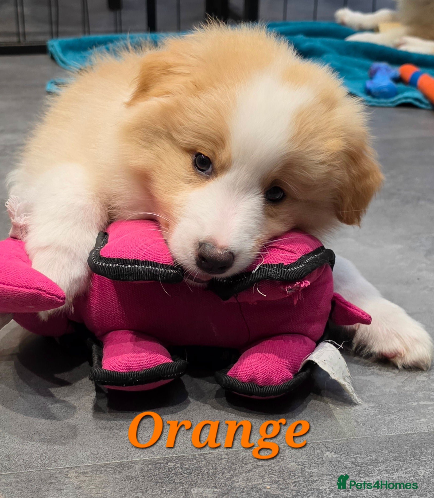 Border Collie dogs Ready to leave - EE-Red Long Haired Border Collies - Advert 2