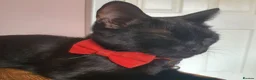 British Shorthair cats for sale: Pure Black British Shorthair Kittens in Dudley - Advert 4