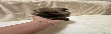 Pomeranian Puppy 2