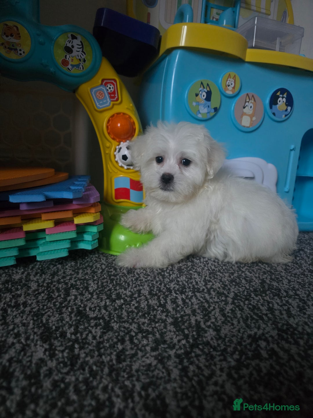 Maltese dogs for sale: Fully vaccinated💫Tiny Maltese! 1 boy left💫 - Advert 13