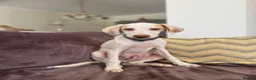 Mixed Breed dogs for adoption: Super Sweet Snowy - Advert 3