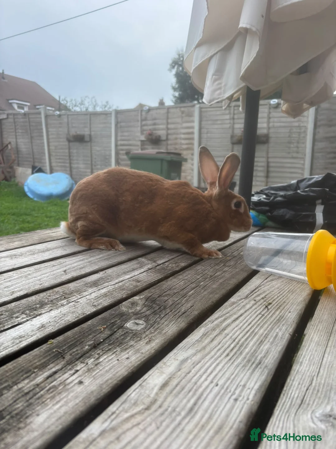 Rex rabbits for sale: Rex rabbit bunny - Advert 1