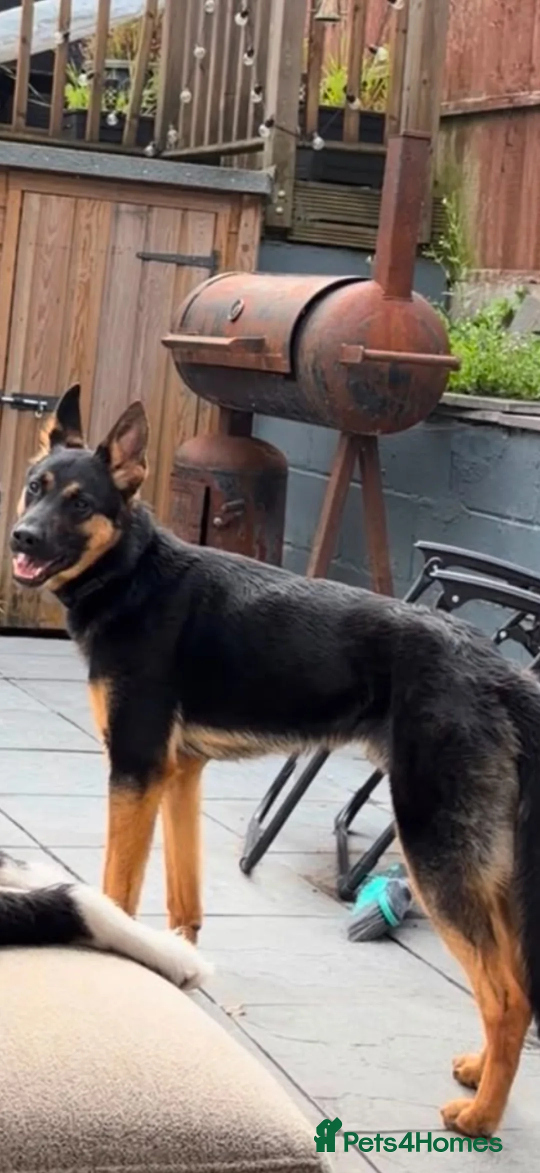 German Shepherd dogs for sale: German shepherd male 14 months  in Stoke-on-Trent - Advert 2