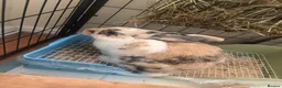 Mini Lop rabbits for sale: Mini lop brothers - Advert 2