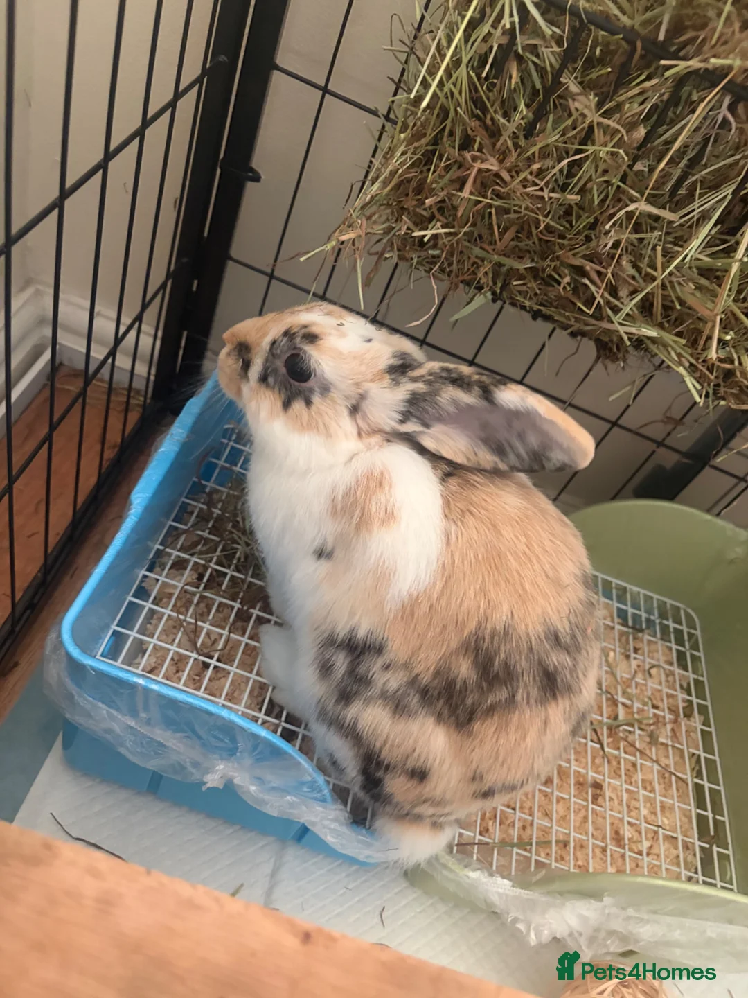Mini Lop rabbits for sale: Mini lop brothers - Advert 2