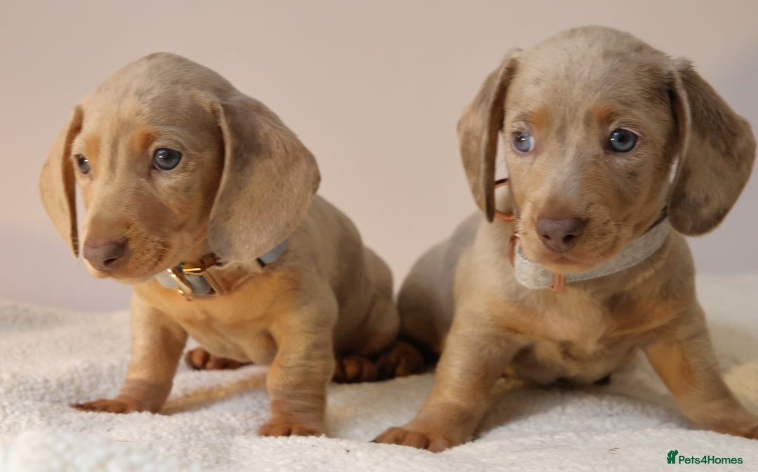 Miniature Dachshund dogs for sale:  🌟5StarsLicense+Holistic+KC+VetChecked+PRA Clear+ - Image 24