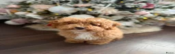 Maltipoo dogs for stud: Stunning Proven F1 Maltipoo for Stud  - Advert 6