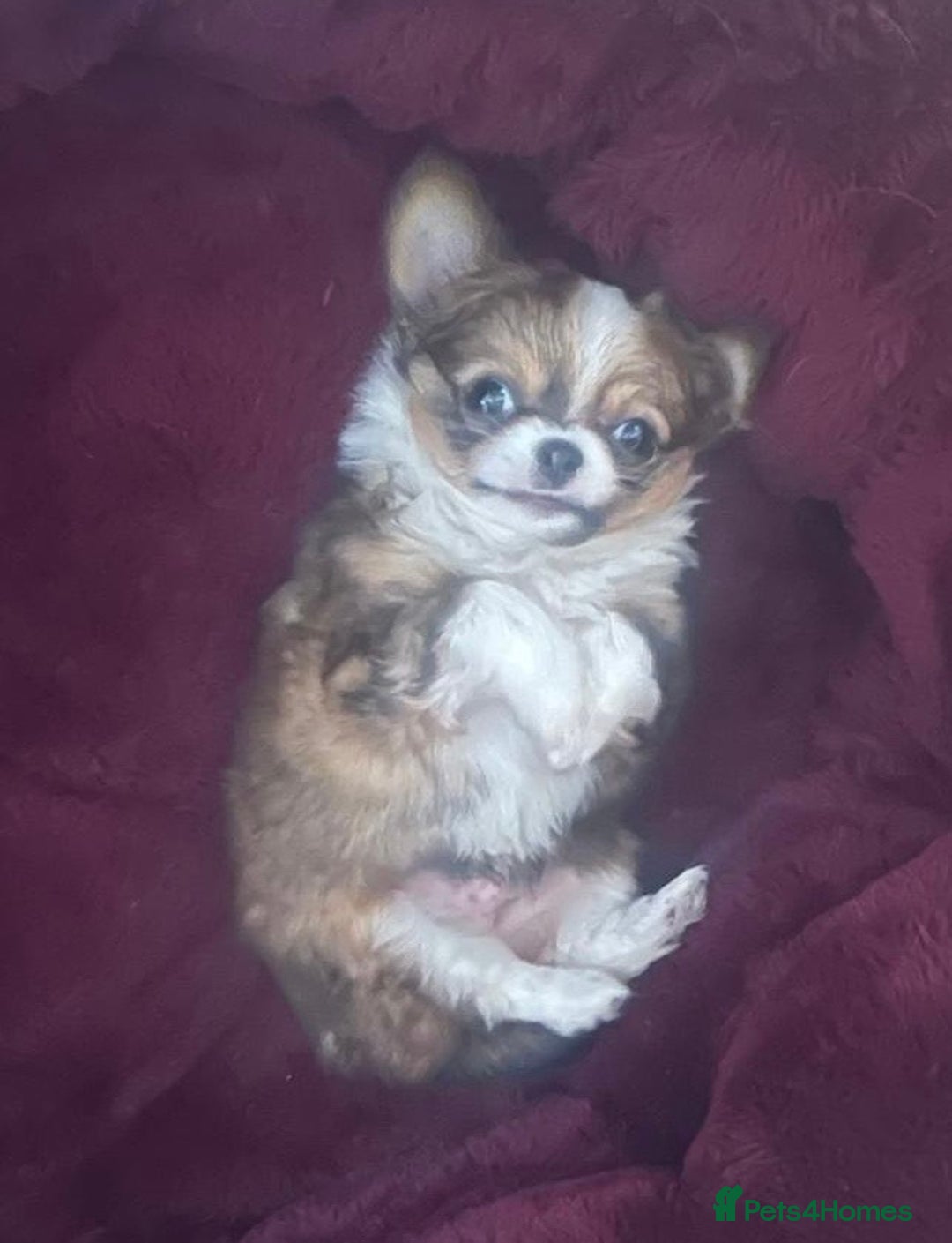 Chihuahua dogs for sale: 🌟Chihuahua Boy Ready for a Forever Loving Home🌟 - Advert 3