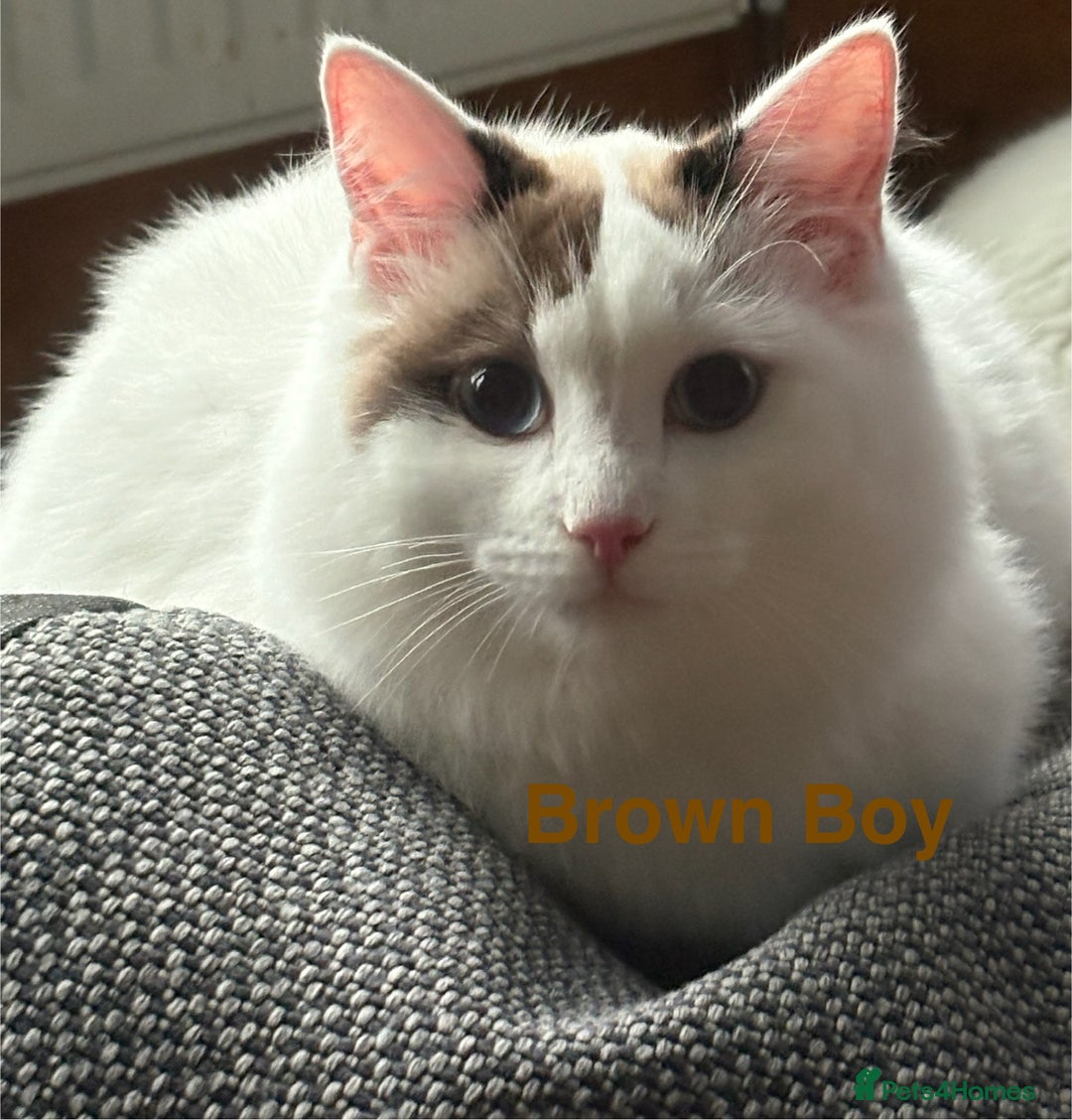 Ragdoll cats for sale: Amazing Ragdoll Brothers.  - Advert 5