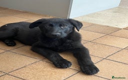 German Shepherd dogs for sale: REDUCE PRICE  - Image 7