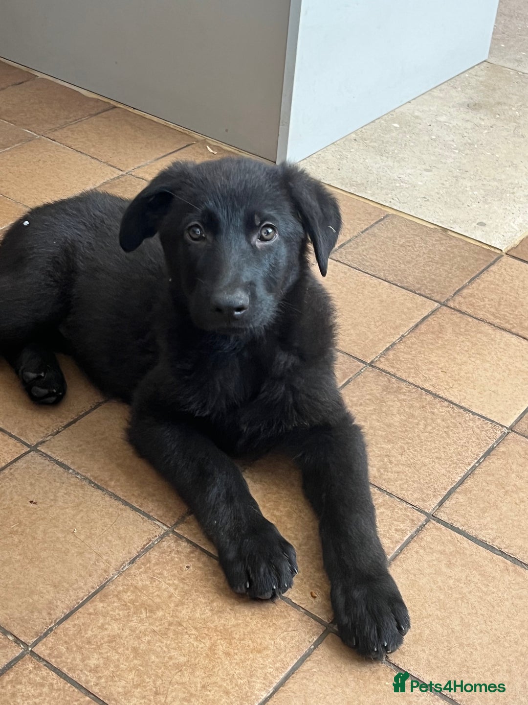 German Shepherd dogs for sale: REDUCE PRICE  - Image 7