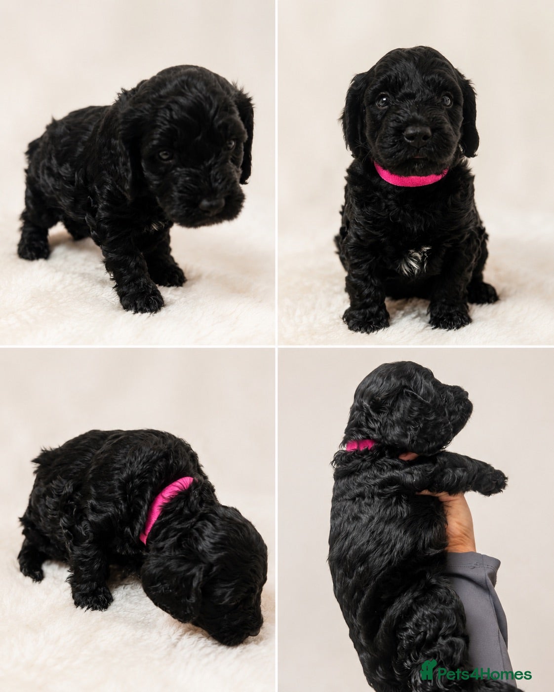 Cockapoo dogs ⭐ ONLY 1 BEAUTIFUL GIRL REMAINING -F1 Cockapoo - Advert 2