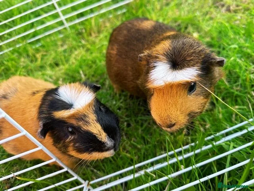 Guinea Pig rodents for sale: 2 guinea pigs in Newcastle upon Tyne - Advert 6