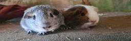 Rat rodents for sale: male guinea pigs (shelties, fuzzy and smooth)  - Advert 16