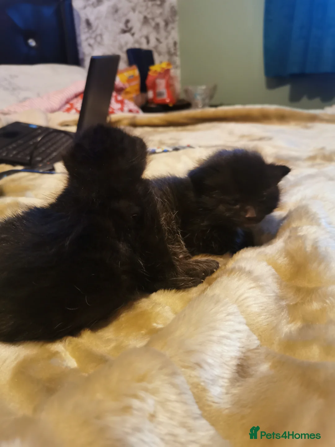 Mixed Breed cats for sale: Black adorable kittens in Brough - Advert 2