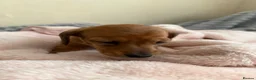 Miniature Dachshund dogs for sale: 5 beautiful miniature dachshund  - Advert 27