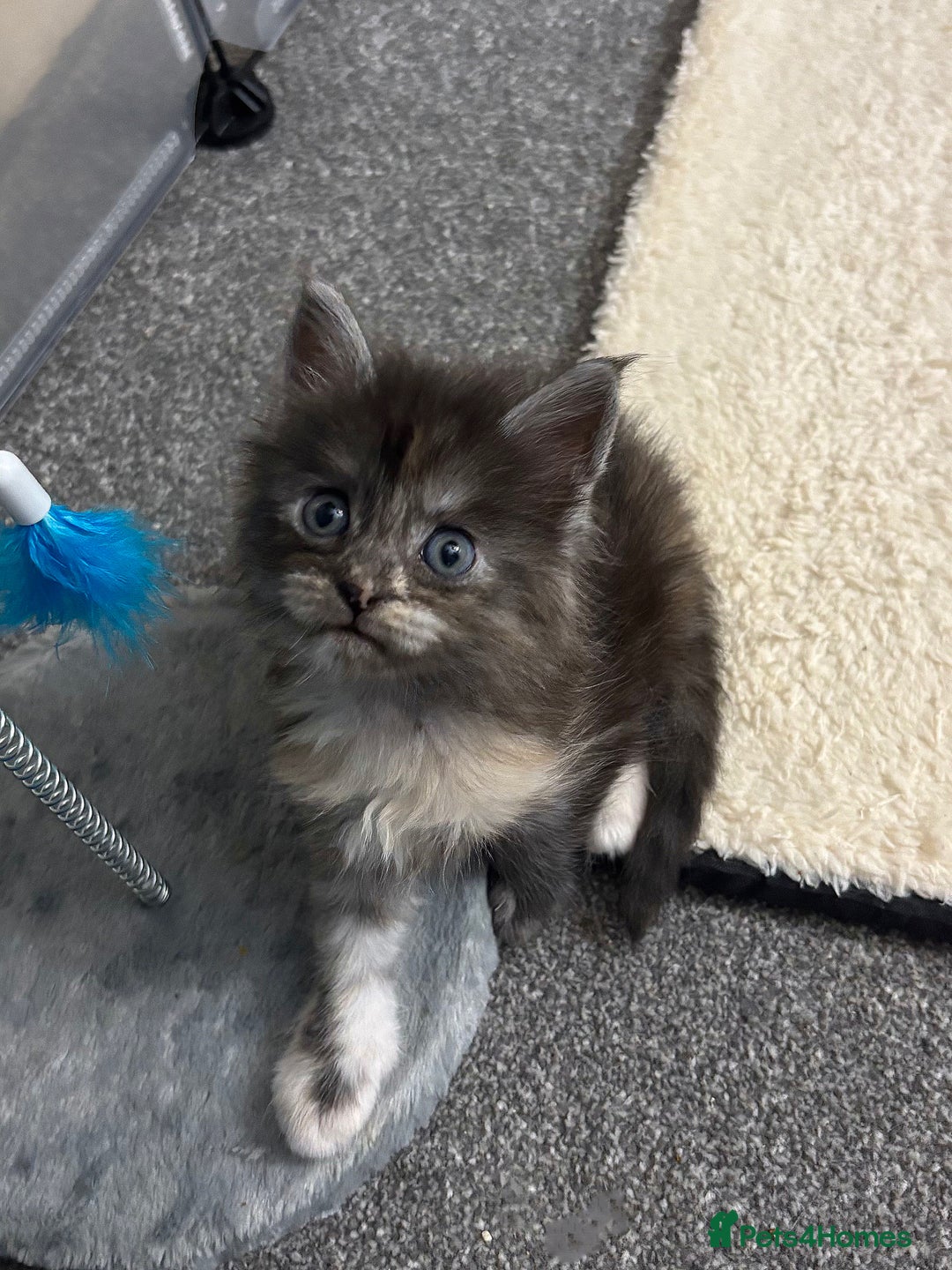 Maine Coon cats for sale: Beautiful RARE coloured Maine Coons - Image 15