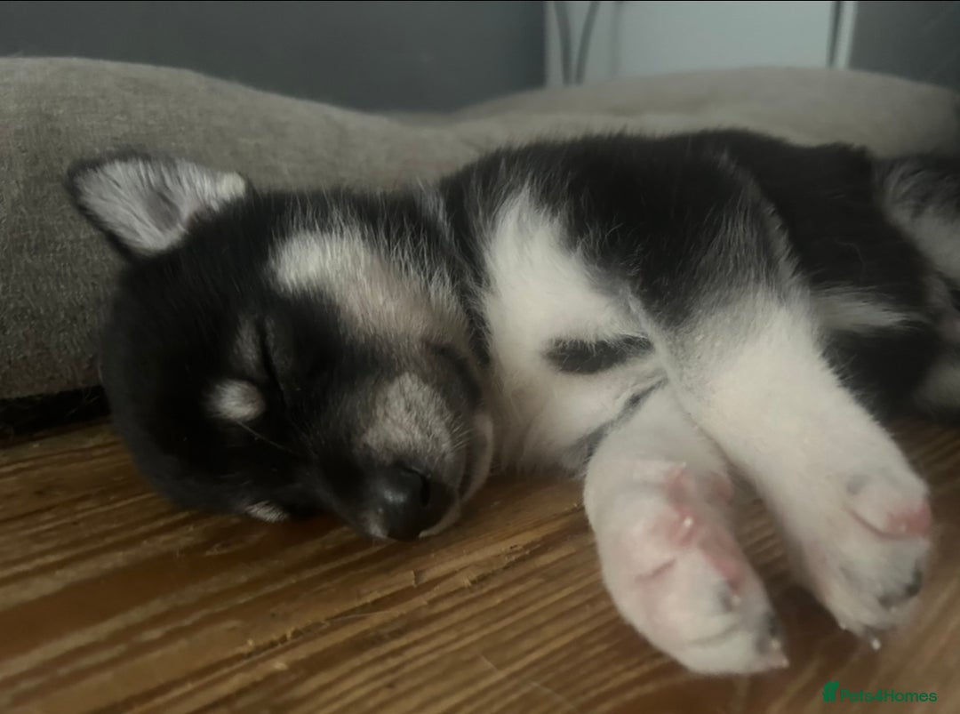 Siberian Husky dogs for sale: Beautiful husky puppies 2 girls & 4 boys left.  - Image 10