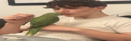 Parrots birds for sale: Male Alexandrine For Sale 🦜  in Dunstable - Advert 8