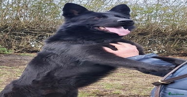 German Shepherd dogs - Advert 5
