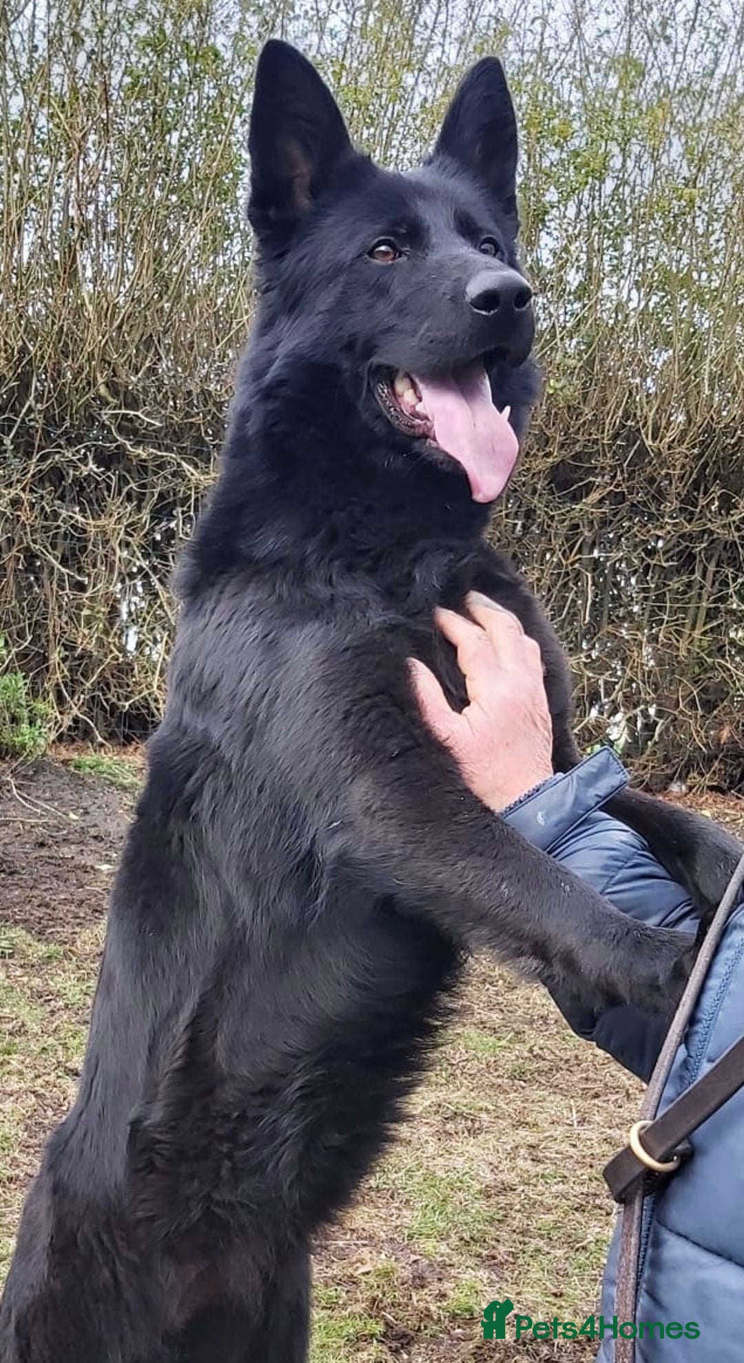 German Shepherd dogs for sale: KC Reg Working Line GSD pups. - Image 2