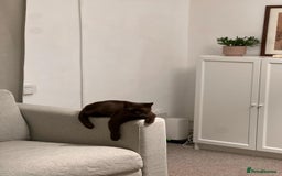 British Shorthair cats for sale: 🐾 Purebred British Shorthair Female Solid Choco - Image 5