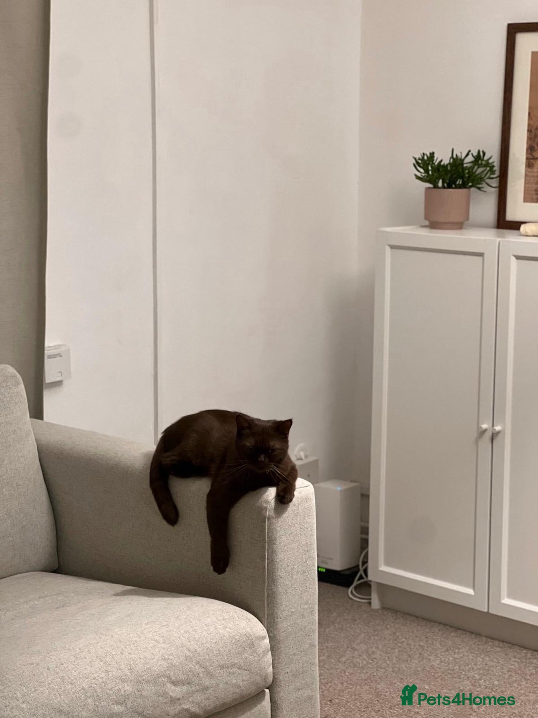 British Shorthair cats for sale: 🐾 Purebred British Shorthair Female Solid Choco - Image 5