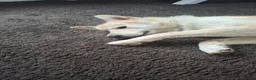 Mixed Breed dogs for sale: Alaskan shepherd  - Advert 4