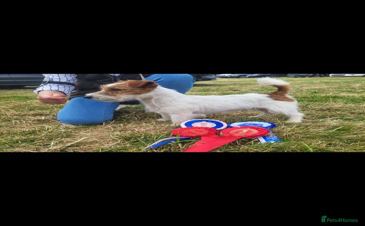 Jack Russell dogs - Advert 3