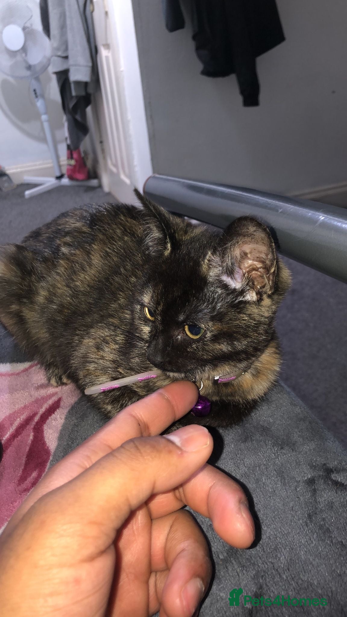 British Shorthair cats Looking for loving Home ❤️ kittens - Advert 1