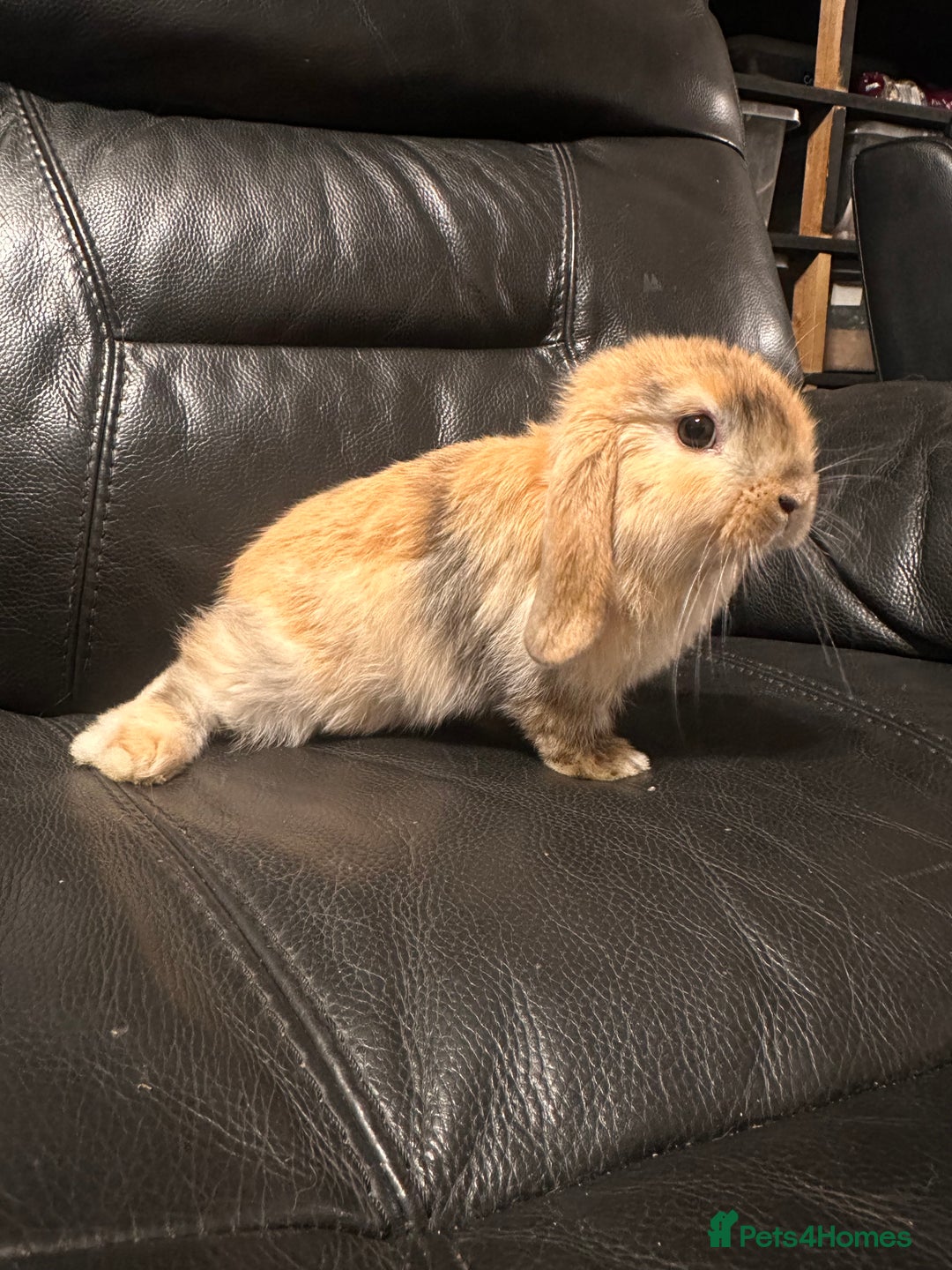 Mini Lop rabbits for sale: Baby mini lops  - Advert 1