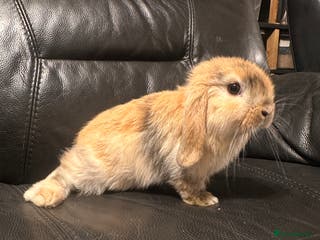 Mini Lop rabbits Baby mini lops - Advert 3