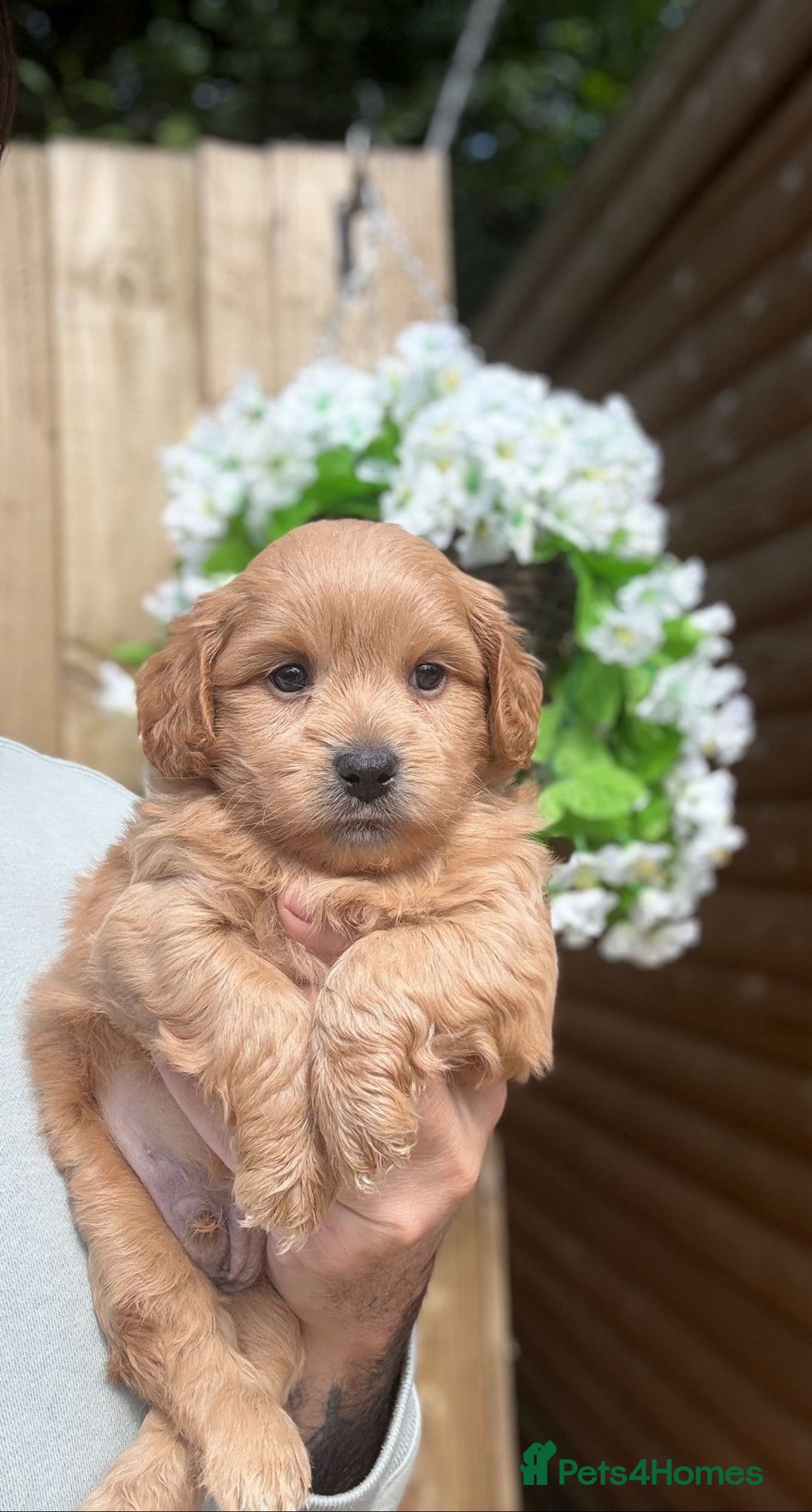 Shihpoo dogs for sale: 🩷 Gorgeous F1 Shih Poo Puppies 💙 - Image 7