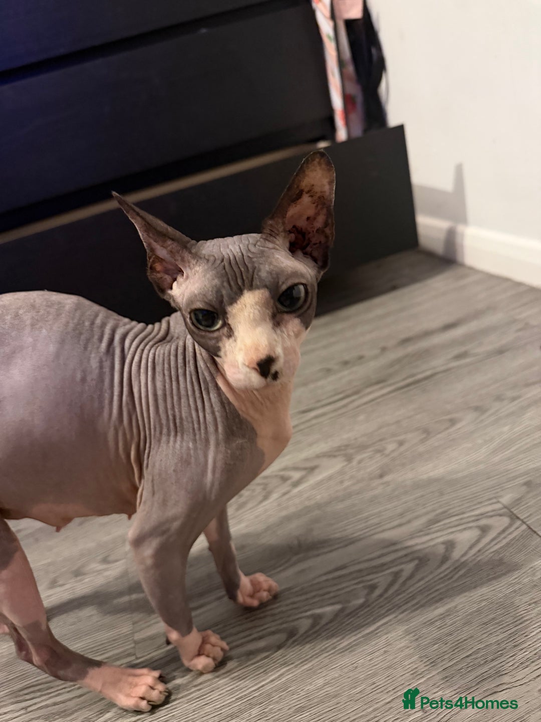 Sphynx cats for sale: beautiful sphynx kittens for sale   - Advert 3