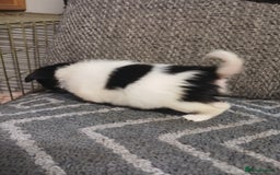 Mixed Breed dogs for sale: Pomeranian cross puppies ready now - Image 30