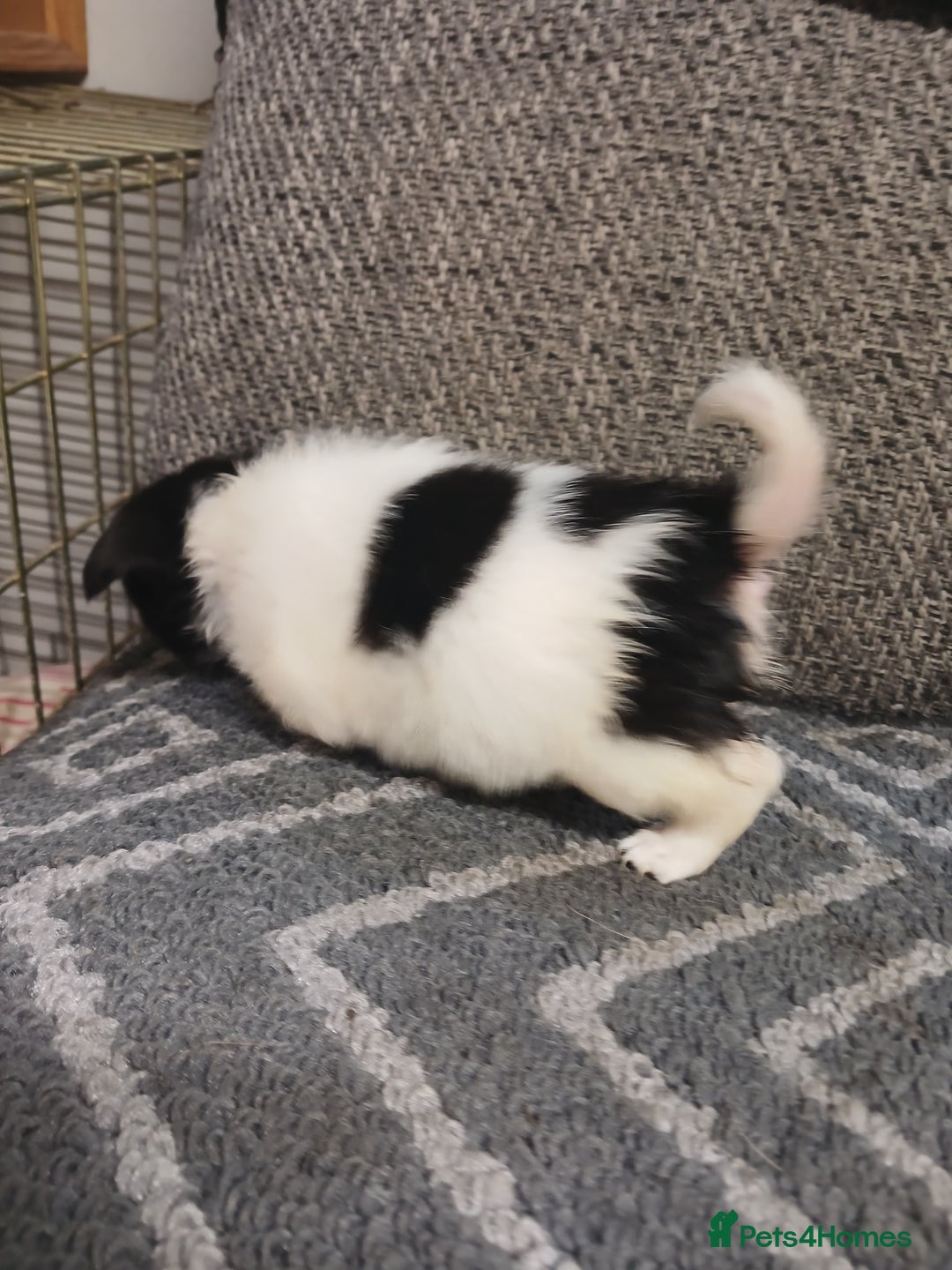 Mixed Breed dogs for sale: Pomeranian cross puppies ready now - Image 30