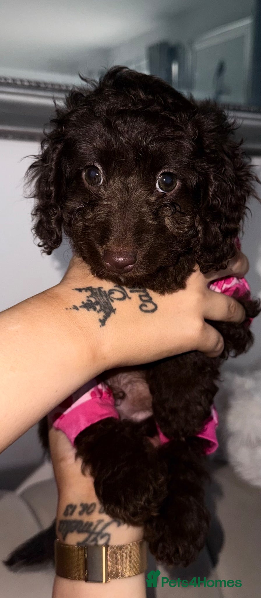 Cavapoo dogs Rare chocolate gems the ultimate cuddle buddy - Advert 12